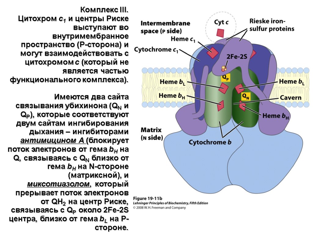 Комплекс III. Цитохром c1 и центры Риске выступают во внутримембранное пространство (P-сторона) и могут